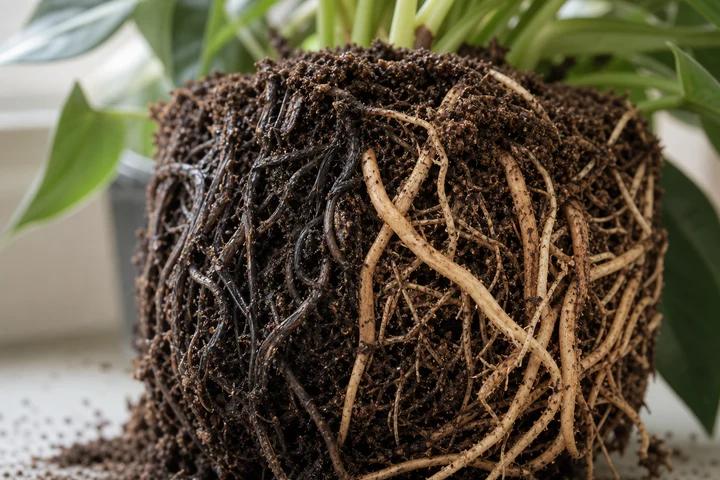 Exposed houseplant root ball with dark stressed roots