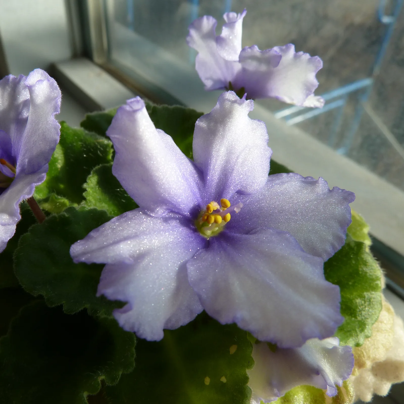 Potted African violet with flowers and fuzzy green leaves.