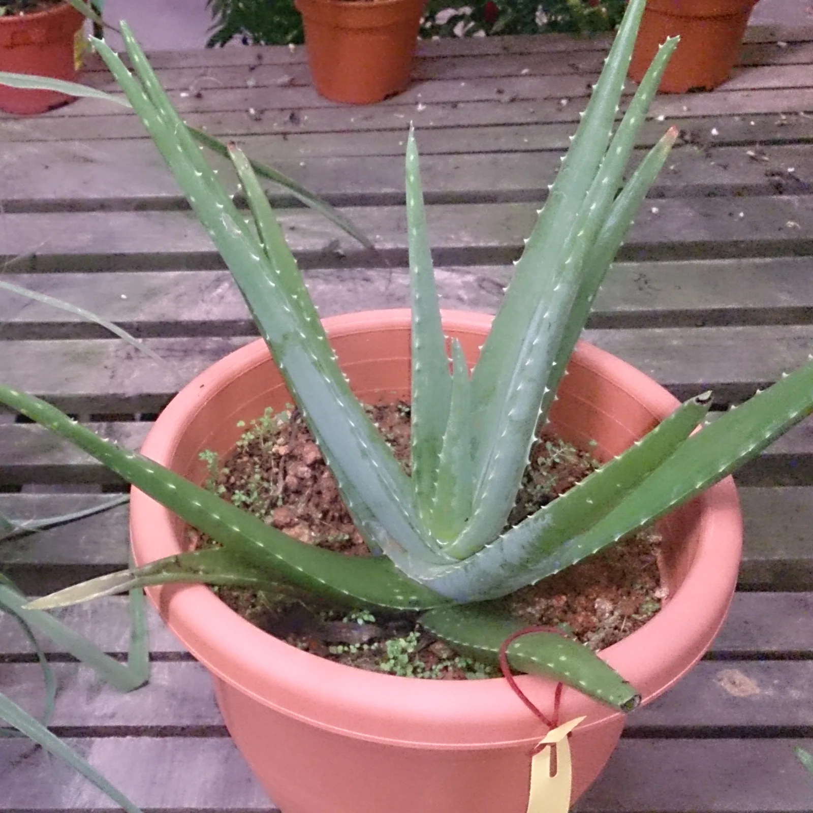 Aloe vera growing in a terracotta pot.