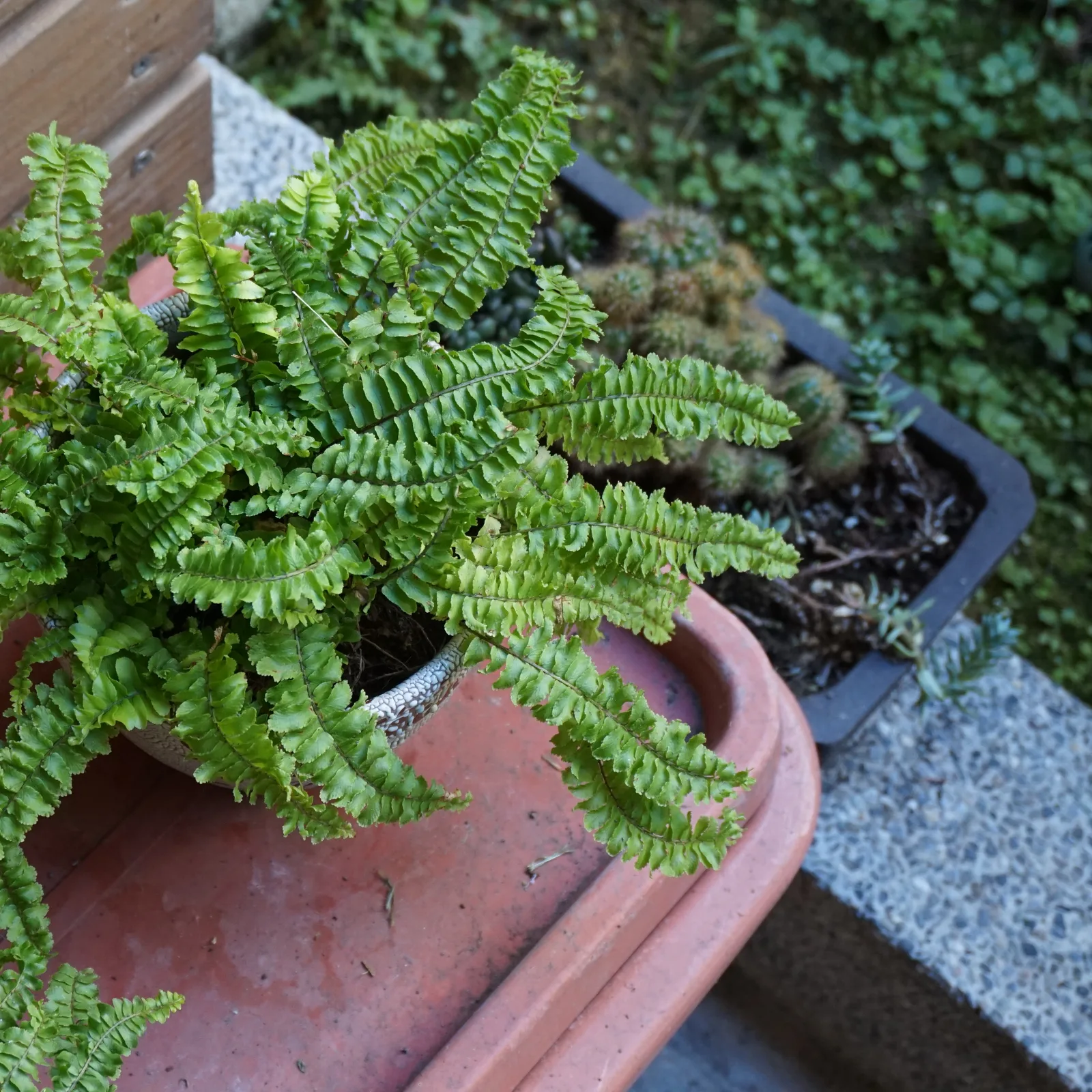 Boston fern with arching green fronds in a pot.