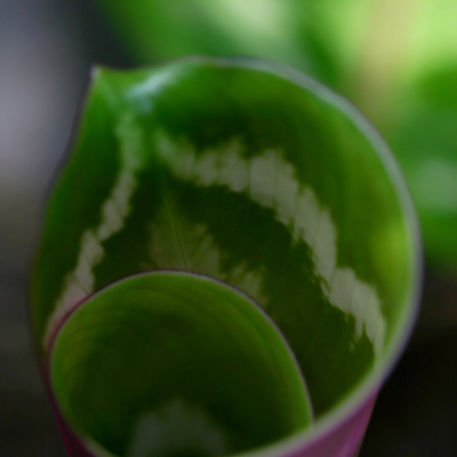 Calathea with patterned oval leaves.