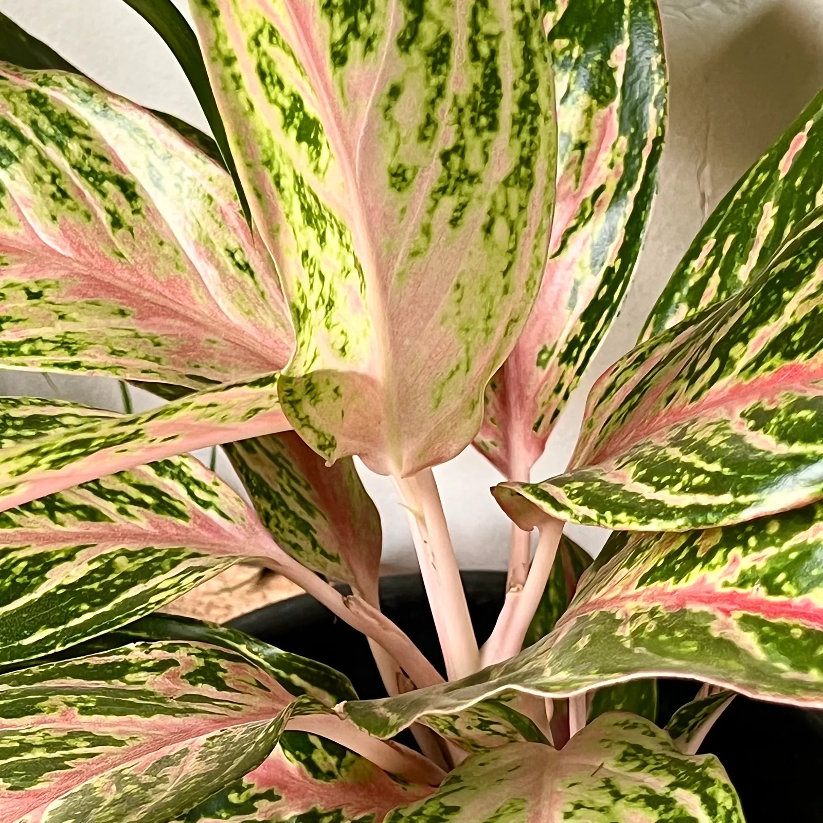 Chinese evergreen with patterned leaves.