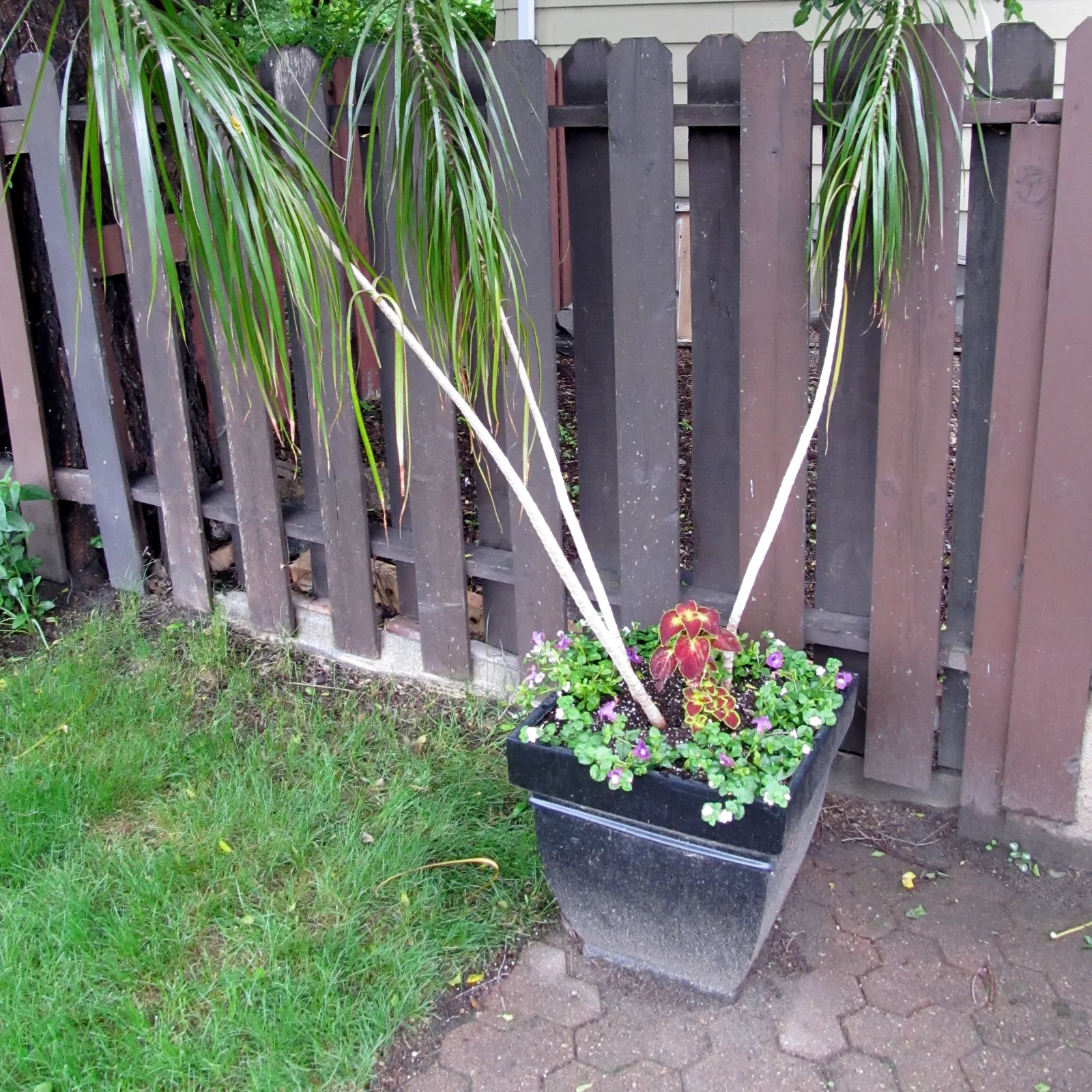 Dracaena marginata growing as a potted dragon tree.