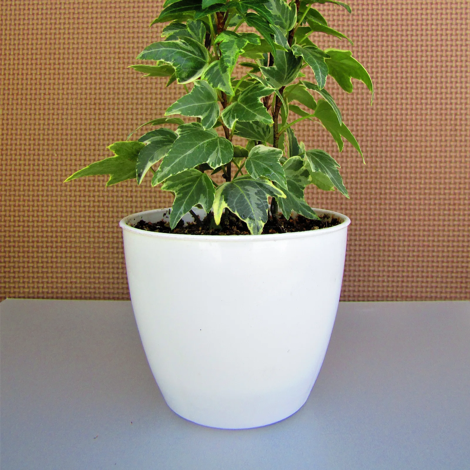 English ivy with variegated trailing leaves.
