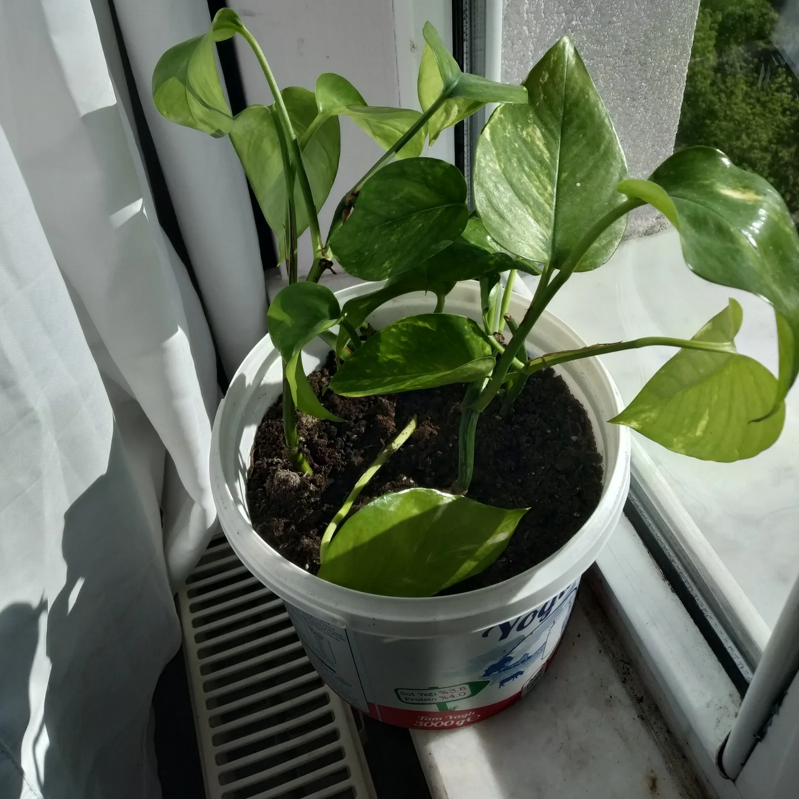 Golden pothos in a pot by a window, with variegated heart-shaped leaves.