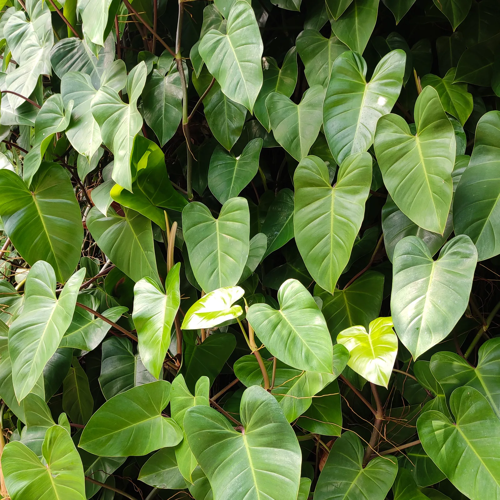 Heartleaf philodendron with glossy green heart-shaped leaves.