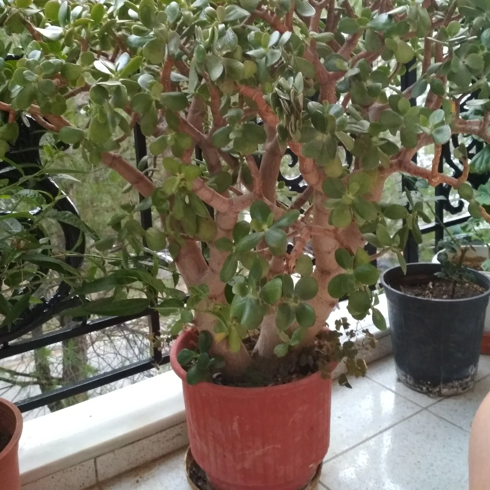 Mature jade plant with woody stems and rounded succulent leaves.