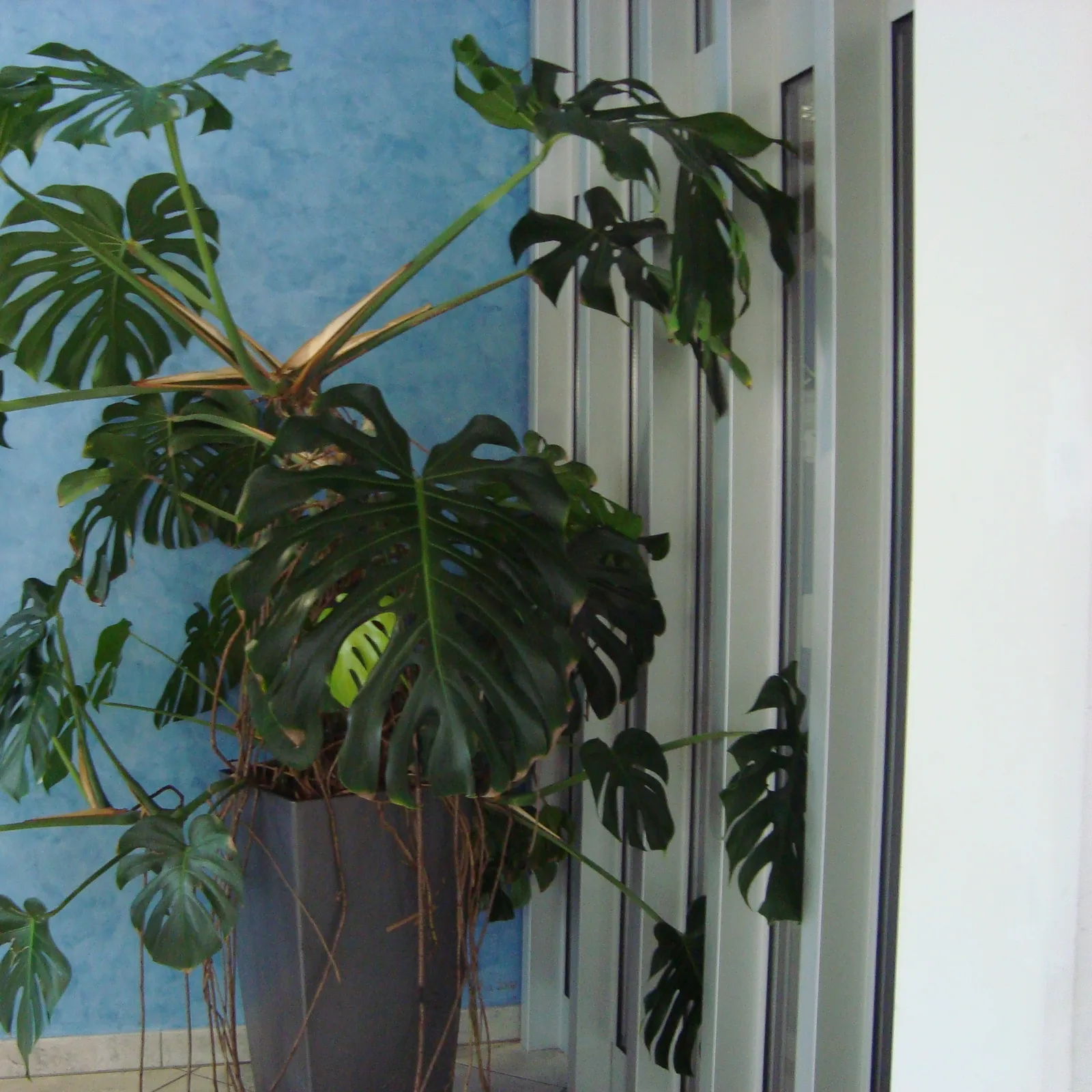 Potted Monstera deliciosa with large split green leaves.