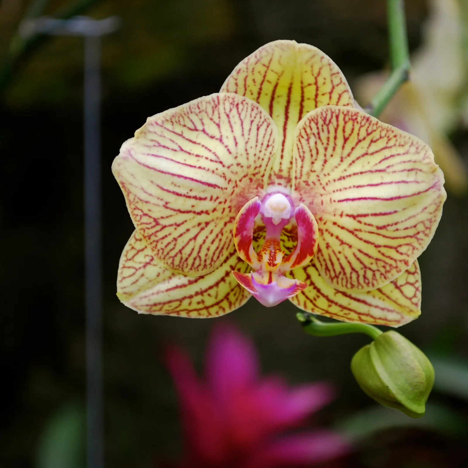 Phalaenopsis orchid flower in bloom.