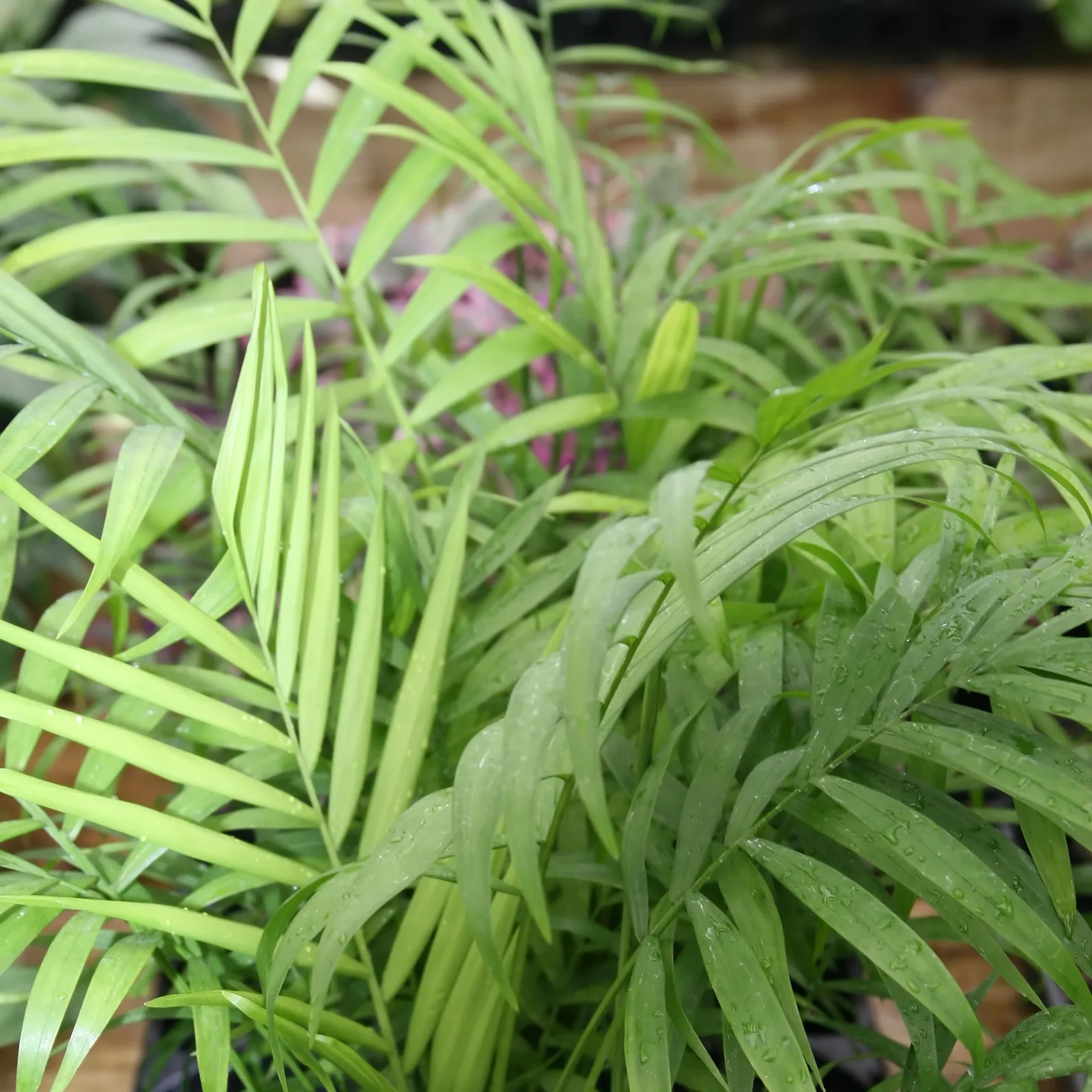Parlor palm with slender green fronds.