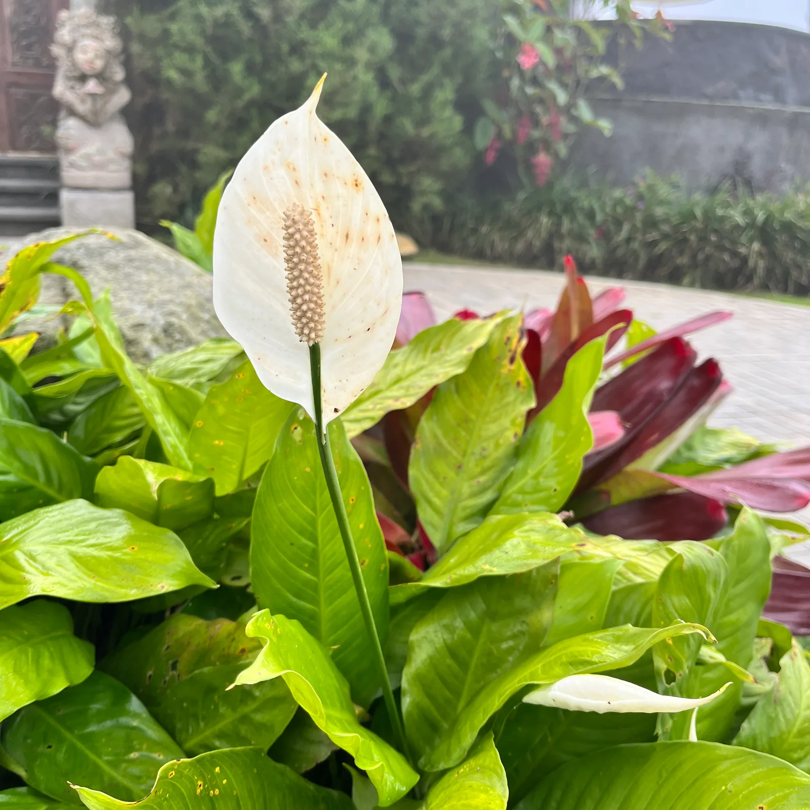 Peace lily with a white spathe and glossy green leaves.
