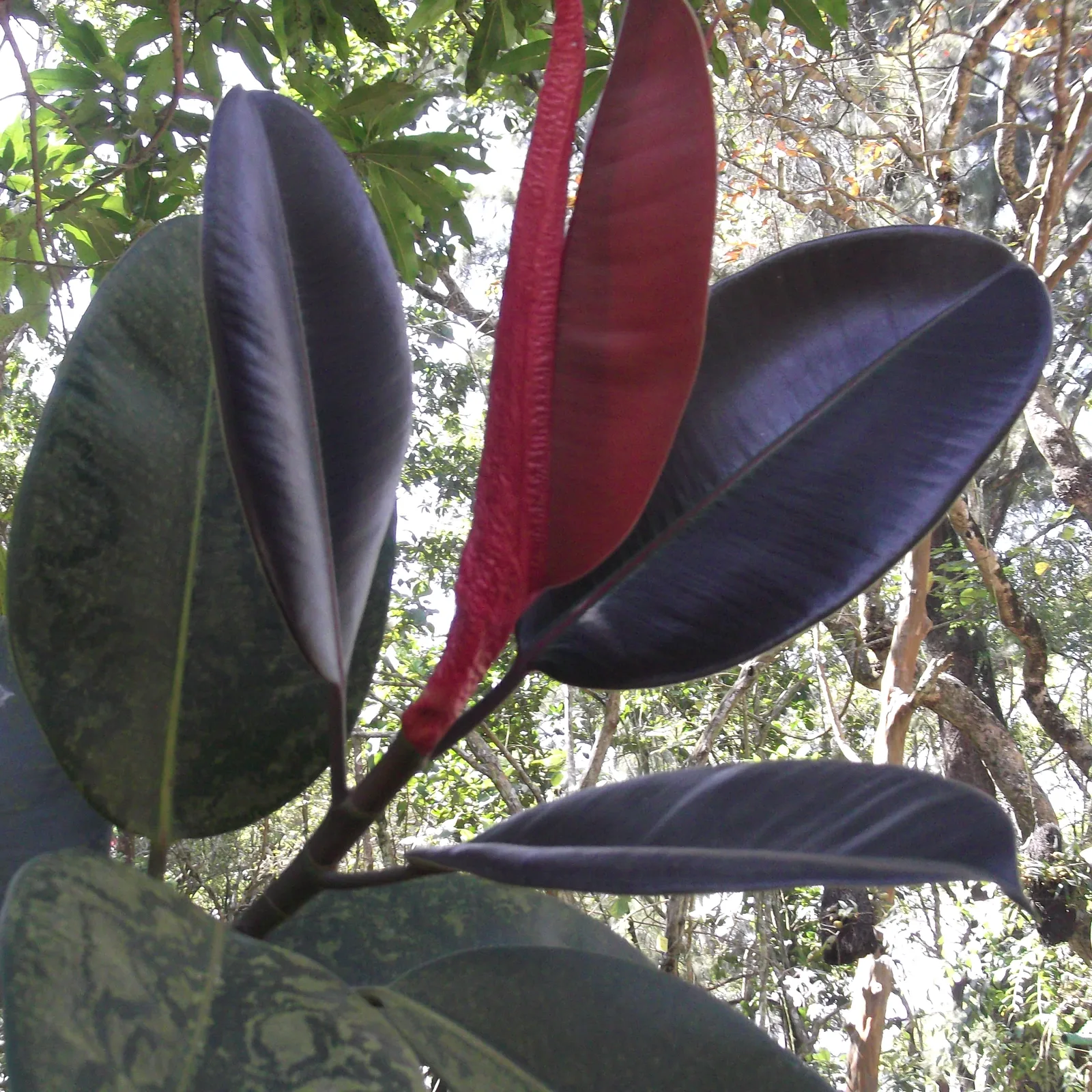 Rubber plant with deep glossy leaves and a red new-leaf sheath.