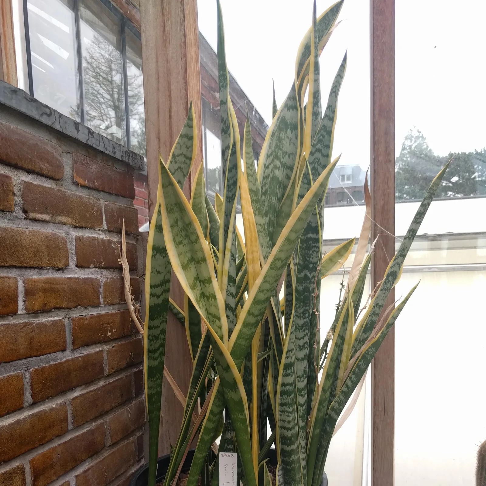 Snake plant with upright striped leaves in a greenhouse.