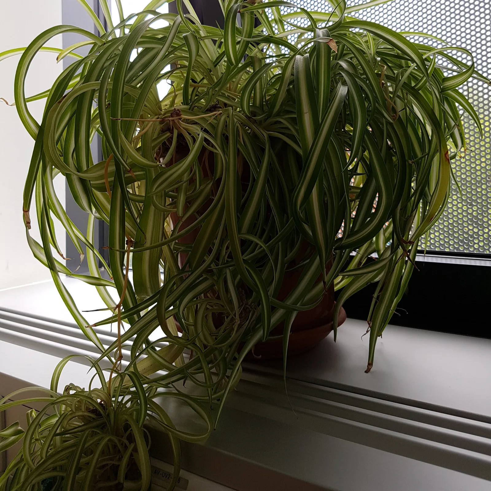 Variegated spider plant with arching striped leaves on a windowsill.