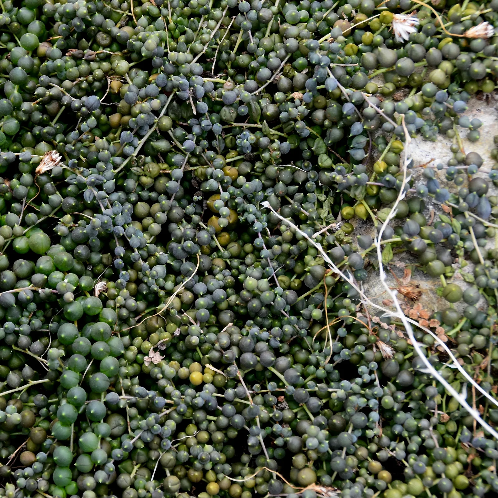 String of pearls succulent with round trailing leaves.