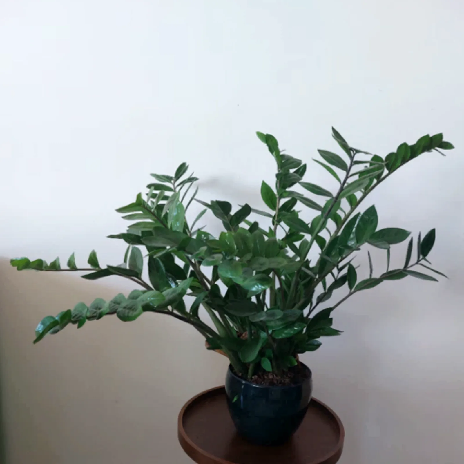 ZZ plant in a black pot with glossy upright leaflets.