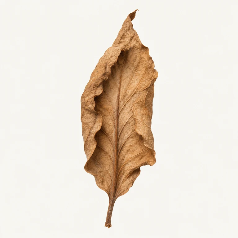 Dry curled brown houseplant leaf with brittle edges