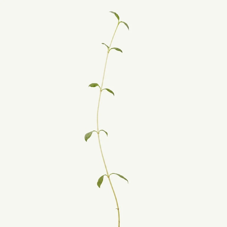 Tall thin houseplant shoot with long gaps between sparse leaves