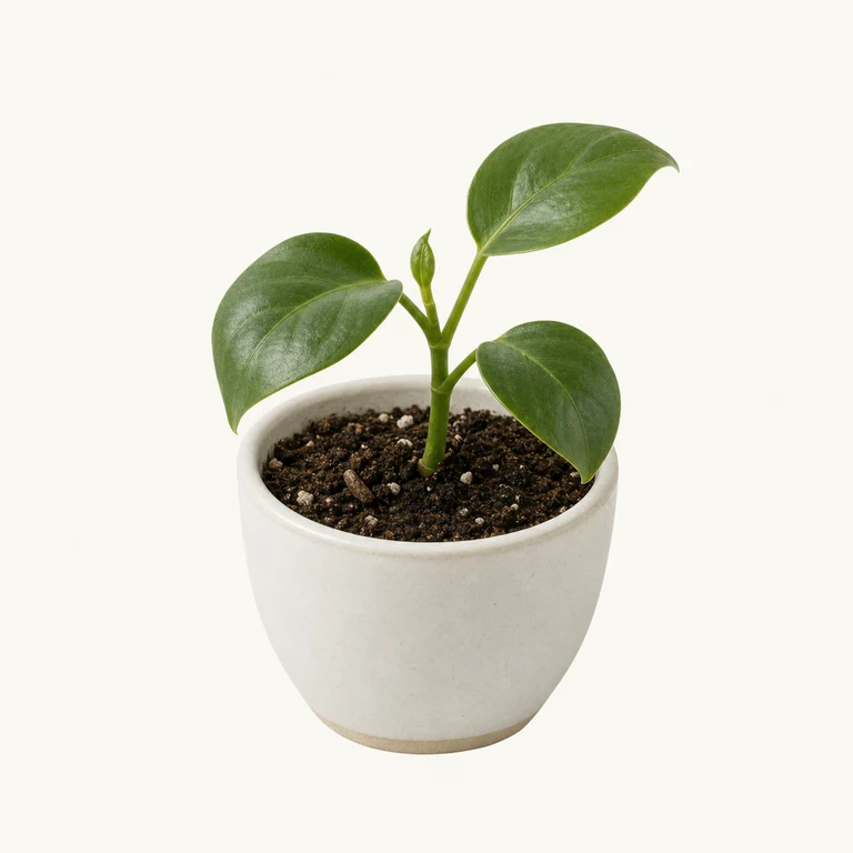 Very small young houseplant with only a few leaves in a pot