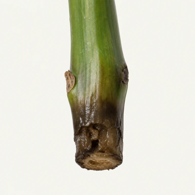 Houseplant stem base with darkened water-soaked tissue